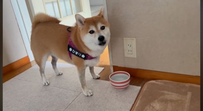 水を飲んで飼い主の方を向く犬
