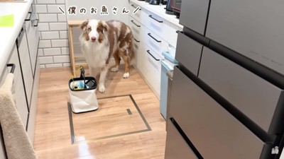 魚から離れないガルちゃん