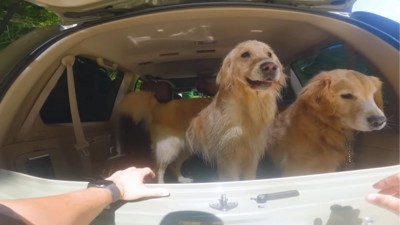 車に乗る2匹の犬