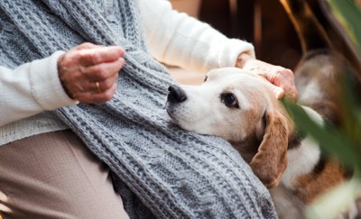シニア女性の膝の上に頭を置く犬