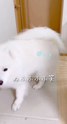 鳴き声をあげながら飼い主を見つめる犬