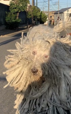 顔をのぞかせる犬