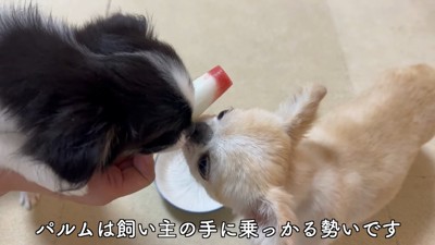 ピノちゃん&パルムちゃんのアイス争奪戦3