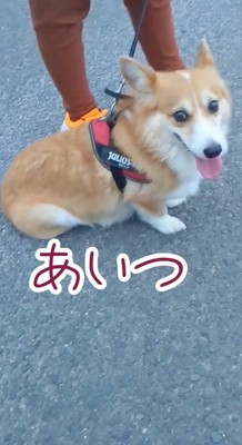 カニに興味津々のスティーブさん6