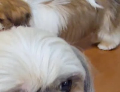 後ろから逃げる犬