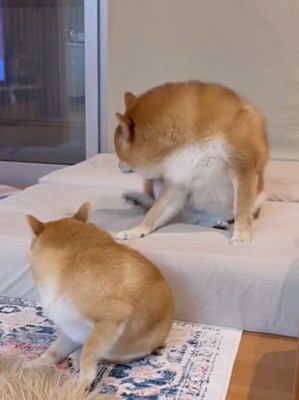 体をかく2匹の犬