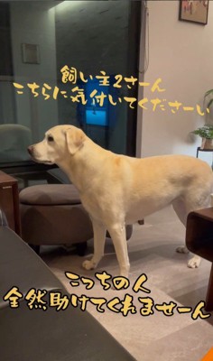 おもちゃを取ってほしそうなきぬちゃん8