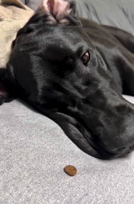 フードを見つめる犬