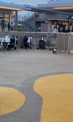 ドッグランでのジュプンちゃん