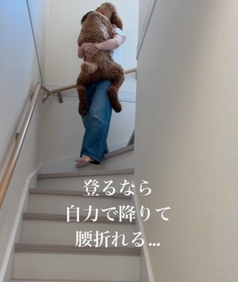抱っこされる大型犬