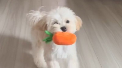 診断結果「楽しくてウキウキしてるだけ」