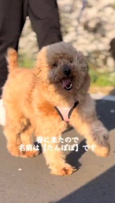 桜並木を笑顔で歩いて行く犬