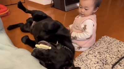 寝転がる犬と子ども