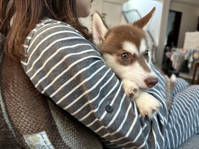 子犬