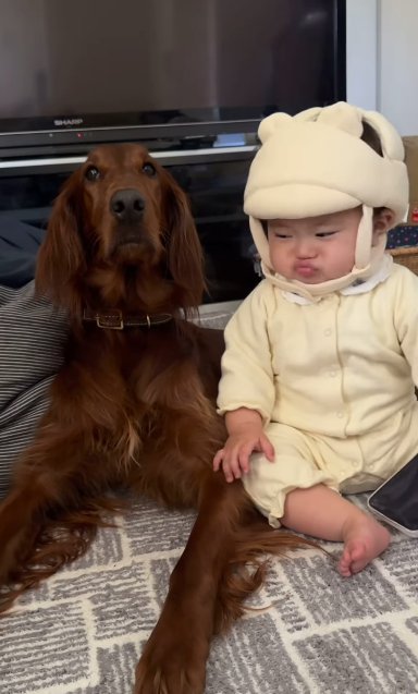 寝そべるアイリッシュセターにもたれて座る赤ちゃん