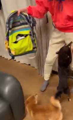 お母さんに飛びつく2匹の犬