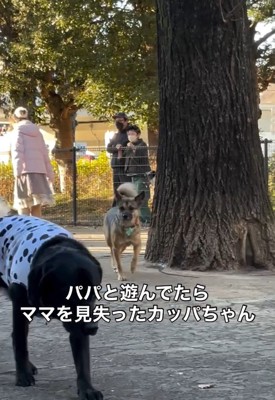 ママを見失ったカッパちゃん