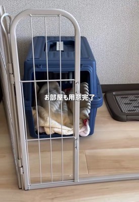 シアルちゃんを迎えた日2