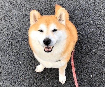 柴犬