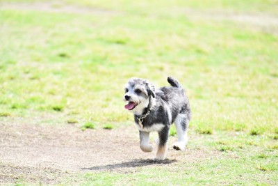 走っている犬
