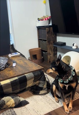 静かに見守るワンコ