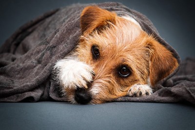 手で顔を覆う犬
