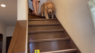 着いて行っちゃった