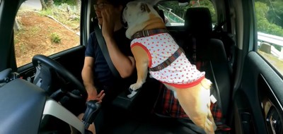 助手席に乗って運転席に座る飼い主に顔をくっつける犬