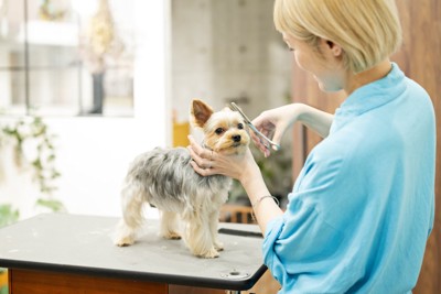 サロンでカットしてもらう犬
