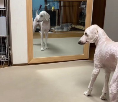 「新しいわんこかしら?」