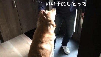 頭をなでられるベンツくん