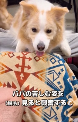 ベッドの上から見守る犬
