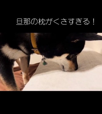 枕に鼻を押し付けるヨルちゃん1