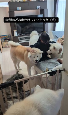 女の子を熱烈歓迎する秋田犬たち