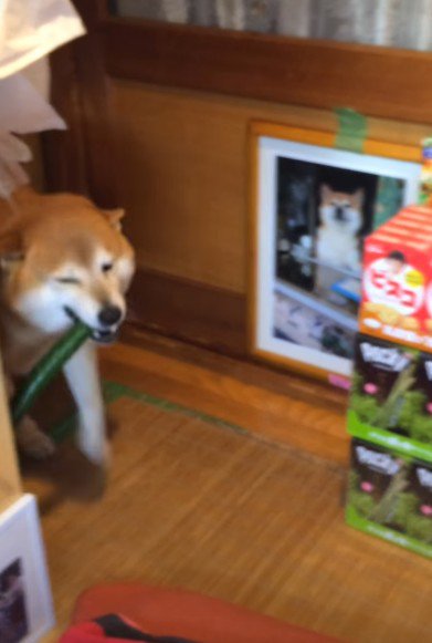 きゅうりを咥えてる!!