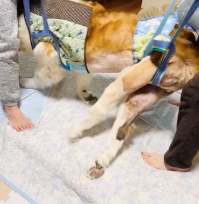 セロくんを持ち上げる