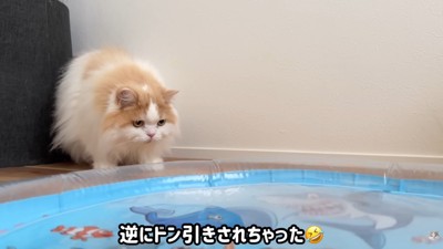 水を揺らすと、ドン引きして後退り