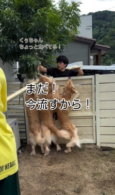 流しそうめんをする大型犬3頭4
