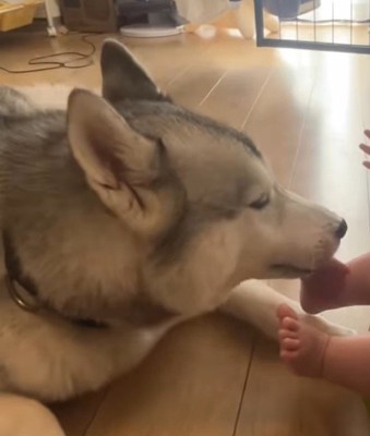 赤ちゃんの足の裏を舐める犬