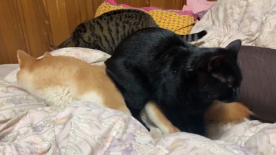 全てを受け入れて寝るももちゃん