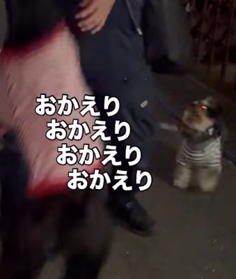 男性の後ろで男性を見つめる小型犬