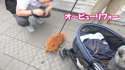 「ビューティフォー!」