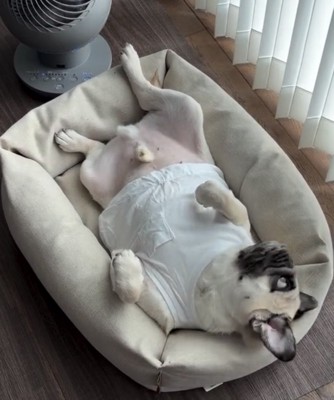 仰向けで顔を横に向ける犬