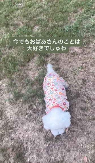 おばあちゃんも喜んでるかな