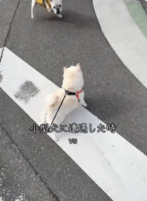 小型犬に吠えるベラちゃん