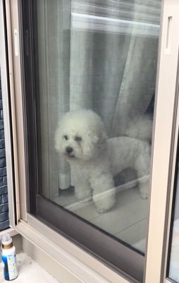 一旦休憩中の小型犬