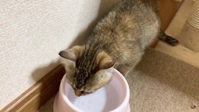 水を飲むリタちゃん