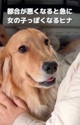 膝の上に乗る大型犬