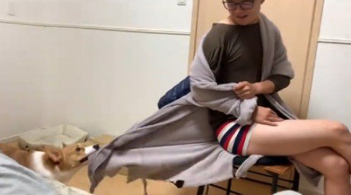 男性の着ている上着を咥えてひっぱる犬