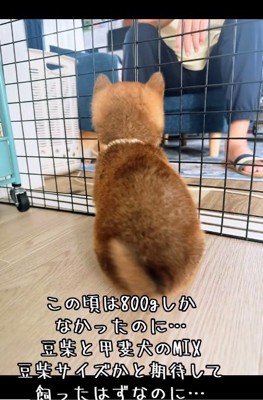 後姿の小鉄くん